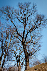 Old big linden tree in ealy spring
