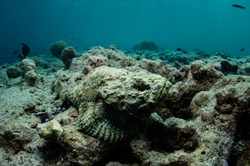 Fototapeta na wymiar Well-camouflaged Devil Scorpionfish