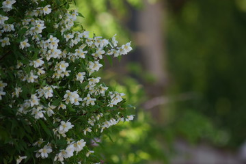 Bush of white flowers growing in summer