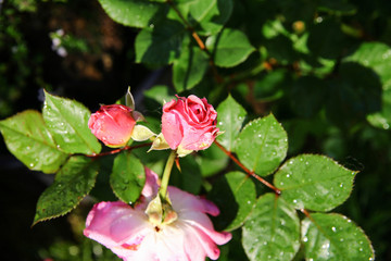 Rose Rosen Garten