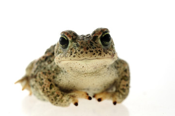 Natterjack toad (Epidalea calamita) with White background