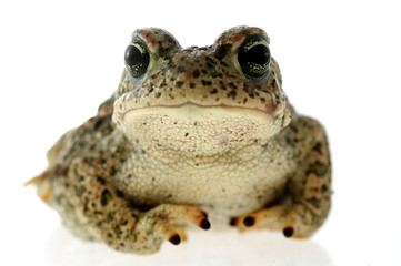 Natterjack toad (Epidalea calamita) with White background