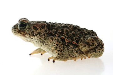 Natterjack toad (Epidalea calamita) with White background
