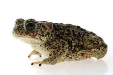 Natterjack toad (Epidalea calamita) with White background
