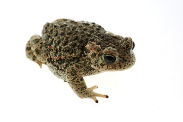 Natterjack toad (Epidalea calamita) with White background