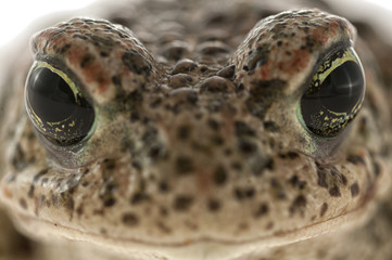 Natterjack toad (Epidalea calamita) with White background, Eye Detail