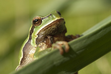 Pretty amphibian green European tree frog, Hyla arborea, sitting on the grass, Spain