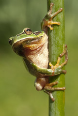 Pretty amphibian green European tree frog, Hyla arborea, sitting on the grass, Spain