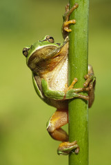 Pretty amphibian green European tree frog, Hyla arborea, sitting on the grass, Spain