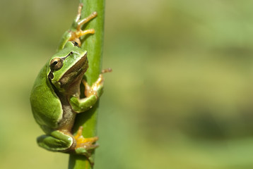 Pretty amphibian green European tree frog, Hyla arborea, sitting on the grass, Spain