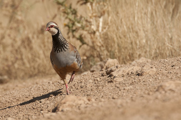 The red-legged, Alectoris rufa, among the grass