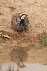 The red-legged, Alectoris rufa, drinking water