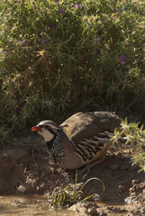 The red-legged, Alectoris rufa, drinking water
