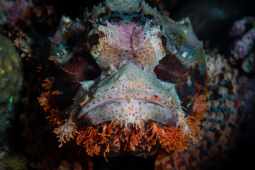 Tasseled Scorpionfish on Reef in Indonesia