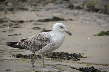 Fototapeta premium Goéland
