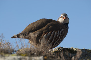 The red-legged, Alectoris rufa, resting
