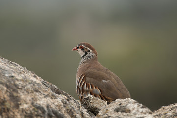 The red-legged, Alectoris rufa, resting