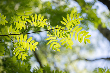 green rowan tree leaves