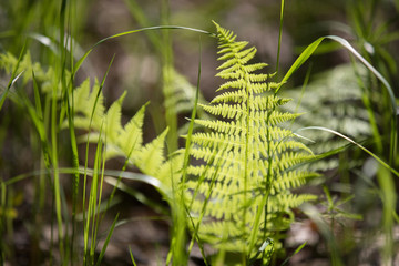fern plant in the sunny forest