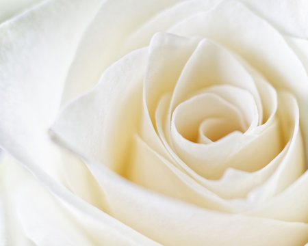 Macro White Rose 1