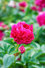 Obraz premium Beautiful magenta peony on the flowers background. Evening light