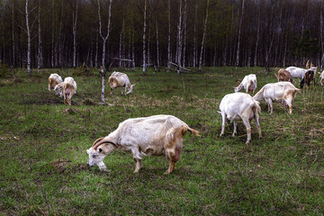 Obraz na płótnie Canvas a herd of goats pops into the field
