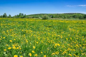 Fototapeta premium Grass field with dandelions, landscape with flowers on meadow in spring scenery and blue sky