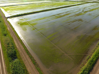 The rice fields are flooded with water. Flooded rice paddies. Agronomic methods of growing rice in the fields.