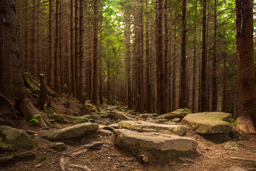 North scandinavian pine forest with path and stones, Sweden natural travel outdoors background
