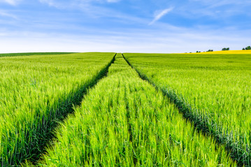 Road in field of wheat, green fields and blue sky, spring landscape