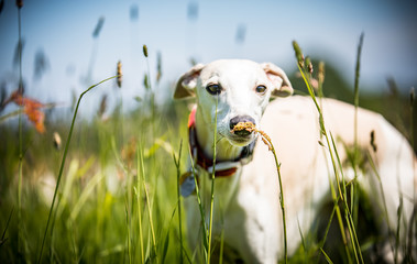 The Whippet