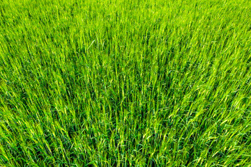 Background of grass field, green texture of crop with barley