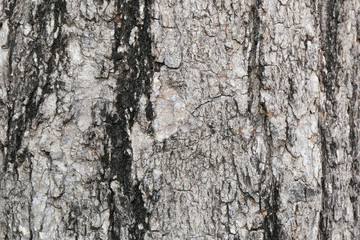 bark of tree texture , soft focus