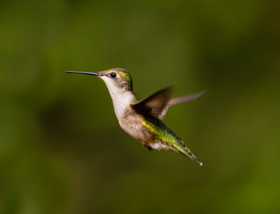Fototapeta na wymiar Ruby throated hummingbird shot in a bpreal forest Quebec, Canada.