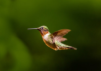 Male Ruby throated humming bird in flight.