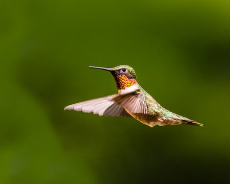 Male Ruby throated humming bird in flight.