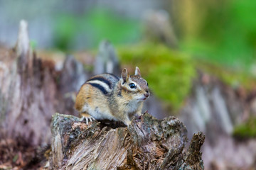 Naklejka na ściany i meble Chipmunk forageing for food in a boreal forest Quebec, Canada.