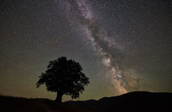 Silhouette of lonely high tree under amazing starry night sky and Milky way. Carpathians mountains