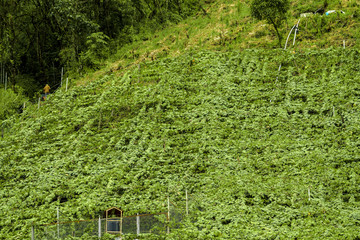 Hillside with forest floor in Ollantaytambo, Peru