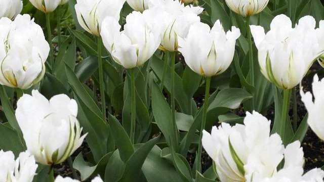 white flower Tulip is a favorite and bright. garden decoration flowers landscape design
