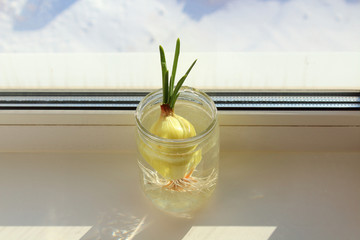 Growing green onions in water. Onion in a jar with water at home on the window sill. Close-up.