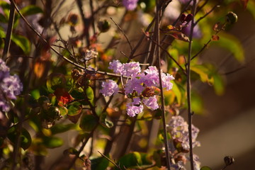 Nature