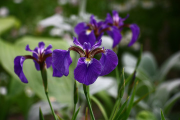Magnificent modest iris./Violet flowers of an iris are very beautiful against the background of other garden plants.