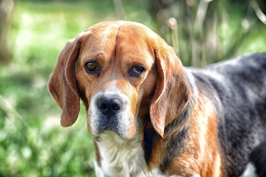Cute pet on sunny day. Dog with long ears on summer outdoor. Beagle walk on fresh air. Companion or friend and friendship concept. Hunting and detection dog