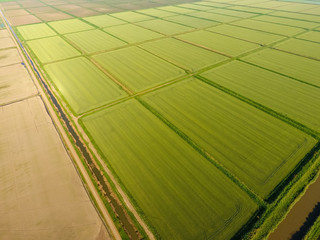 The rice fields are flooded with water. Flooded rice paddies. Agronomic methods of growing rice in the fields.