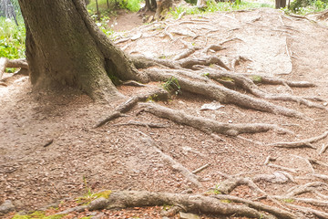 roots growing over dry soil in the mountains