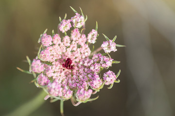 Flor