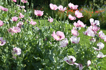 Pavots roses au jardin