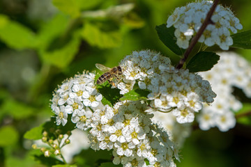 the bee pollinates a lot of white flowers