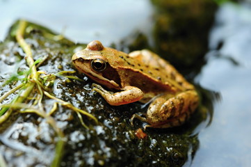 Small brown frog